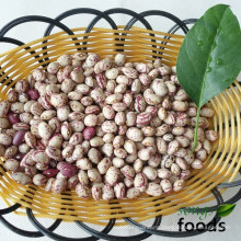 Round Type LSKB/Pinto Beans 2014 Crop